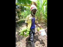Alexander Reid on his farm in Barking Lodge, in St Thomas.