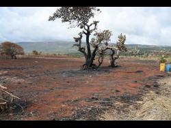 Farm areas of Flagaman, St Elizabeth, were destroyed by fire on Friday, August 16.