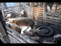 Pigsty at Riverton City.