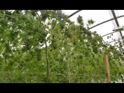 Jamaica has entered the medicinal marijuana industry with several players being granted licences to cultivate weed.
