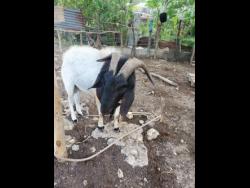 The ram that Otis James said attacked him.