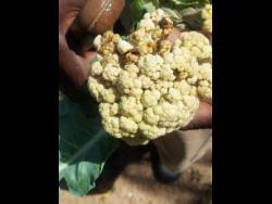 Leroy Morrison shows cauliflower that has been scorched by the heat from the sun. 