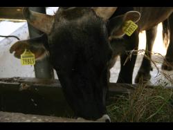 The tags, which bear an identification number unique to the animals, with a bar code containing all relevant information, is in keeping with the National Animal Identification and Traceability System, under which all cattle eventually get a ‘passport’.

