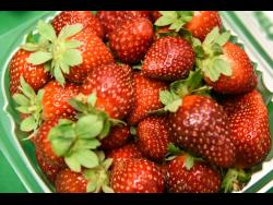 Strawberries grown by farmers in St Andrew.