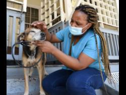 Dr Terrina Jones, a veterinarian at the Jamaica Society for the Prevention of Cruelty to Animals, checks a dog for any ailments. 