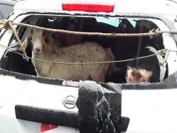 These goats, some of which were identified by residents as their stolen property, were found in the back of this Nissan motor car.