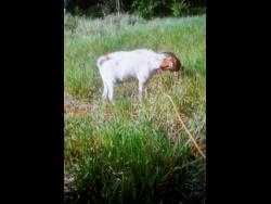 Credit: Contributed This goat was stolen in Malvern, St Elizabeth, last Saturday.