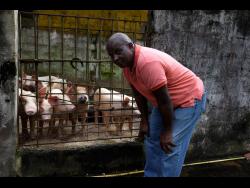 Devon Gray is serious about pig rearing.