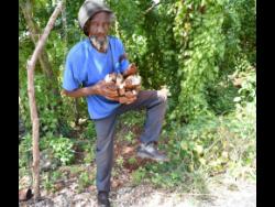 Rommell Newell shows off yams that he dug from his field in Planters Hall, St Catherine.