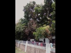 Residents of Hamilton Gardens, Spanish Town, St Catherine, gather in the yard where Anthony Nuby was electrocuted on Monday.