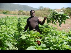Conrad Murray shows off some of his mature callaloo in his field in New Forest, Manchester. He said he cannot find a market for the crop, and that has cost him about $350,000.