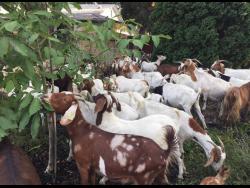 As much as 85 per cent of goat meat consumed in Jamaica is imported.
