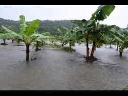 This banana field in St Thomas was inundated during the passage of Tropical Storm Elsa yesterday.
