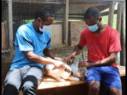 The Nemhard brothers, Stevon (left) and Damien, say that persons who go into rabbit rearing should be prepared to dedicate time to the venture.
