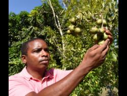Zavier Gray checks on June plums planted at the research station.