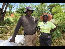 Vynard Benneth (left) and one of his workers, Valrie Thompson, talk about the benefits of farming and why they love it.	Photos by Kenyon Hemans