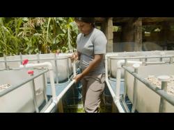Credit: Contributed Vanessa Green has embraced aquaponics as a farming method.