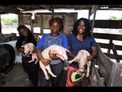 Female pig farmers (from left) Diana Daley-Downer, Coleen McLeod and Stacey-Ann Samuels. 
