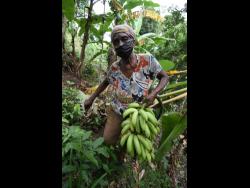 Seventy-three-year-old Jennifer Francis carries a bunch of banana from her field in Dallas Castle, St Andrew.