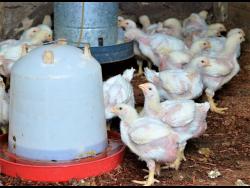 Since the demise of sugar, persons who depended on the viability of the Long Pond Sugar Factory in Clark’s Town, Trelawny, for a living have been seeking alternative livelihoods in areas such as poultry rearing. 