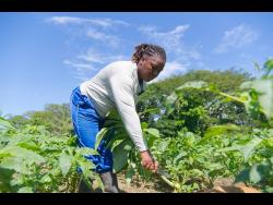 Nicole McFarlane at work in her callaloo farm in St Catherine.