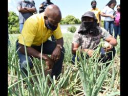 Pearnel Charles Jr (left), minister of agriculture and fisheries, get tips on how onions grow from Lawrence Lynch, an onion farmer in Albion, St Thomas. Charles was on a tour of several farms  to get an understanding of the level of food prodution in St Thomas.