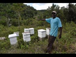 Raphael Foster says that he would love to get more boxes for his Linton Park, St Ann honey farm.