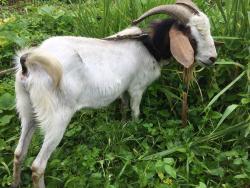 A goat on the farm