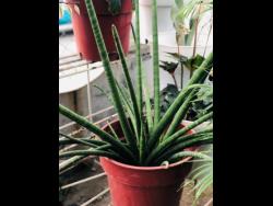  Sansevieria is said to be one of the most sought after indoor plants.