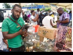 Orayne Graham poses with an Ayam Cemani chicken at the St Mary Agricultural Show held at Gray’s Inn Sports Complex in Annotto Bay, St Mary on Monday.