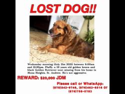 Fluffy has been missing since July 21.