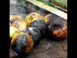 The business supplies fire-roasted, vacuum-packaged breadfruit to the domestic and export markets.