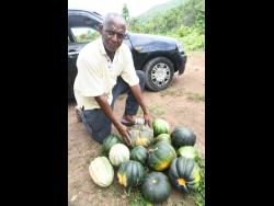 Percival Tomlinson shows off some of his pumpkins at his farm in Whitehouse, St Catherine.