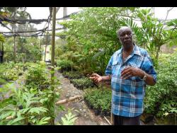 Joseph Johnson said that his nursery offers a number of non-traditional trees from which persons can get a variety of fruits.