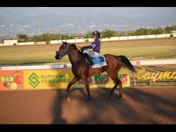 BRINKS, with jockey Omar Walker aboard, struts after winning the Pick 3 Super Challenge Trophy, a Restricted Allowance Stakes for two-year-old over seven furlongs at Caymanas Park last November.