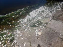 Scores of dead yellow-tailed sprat line the shores of Dawkins Pond in Edgewater, Portmore, creating an unbearable stench for residents. The National Environment and Planning Agency and the National Fisheries Authority are investigating the fish kill.