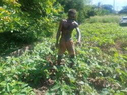Kemar Lewis attending to his callaloo at his roadside farm in Bernard Lodge, St Catherine.
