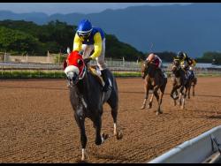 MOJITO is eased at the finish line by jockey Dane Dawkins after winning the two-year-maiden special weight BGLC/TOBA Jamboree Sprint over six furlongs at Caymanas Park on Saturday.
