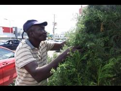 Credit: Nicholas Nunes/Photographer Christmas tree farmer Tavares Grant makes sure his trees are not drying out, as he seeks sales before Christmas Day.