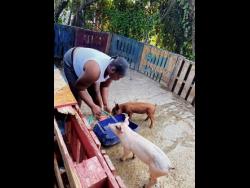 Jones tends to two of her pigs.