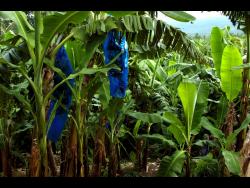 A banana estate in St Mary.