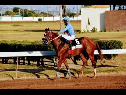 Jockey Linton Steadman enjoys being aboard RUNAWAY ALGO after winning the Lindbergh ‘Lindy’ Delapenha Memorial Trophy over seven and a half furlongs at Caymanas Park in February.