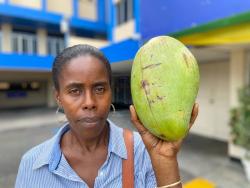 Pauline Salmon-Reid holds up a massive mango next to her head on a visit The STAR’s North Street, Kingston, offices on Thursday.