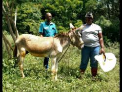 Credit: Contributed Minister of State in the Ministry of Science, Energy, Telecommunications and Transport, J. C. Hutchinson (left), hands over a donkey named ‘Prosperity’, to farmer Dionne Blake in Cornwall, St Elizabeth.