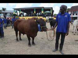 This farmer displays a massive bull at the recently held Denbigh Agricultural, Industrial and Food Show for 2023 at Denbigh in Clarendon.