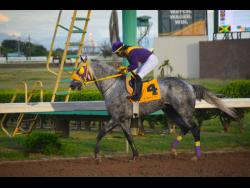 Photo by Anthony Minott 
DUKE, ridden by Robert Halledeen, won the Cash Pot ‘Super Dash’ Trophy for three-year-old and upwards Open Allowance Stakes over six furlongs at Caymanas Park last October.