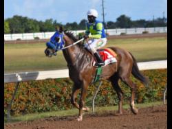 Anthony Minott/Photographer 
MAHOGANY, with jockey Dane Dawkins, wins the Eileen Cliggott Memorial Cup  over six and a half furlongs for three-year-old and upwards Graded Stakes  at Caymanas Park in February.