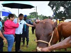 Minister of Agriculture, Fisheries and Mining Floyd Green (centre) examines a Jamaica Red Poll, during the 22nd staging of the Minard Livestock Show and Beef Festival at Minard Estate in Brown’s Town, St Ann, last Thursday. He is joined by Member of Parliament for St Ann Northwestern, Krystal Lee (left) and cattle herder at Minard Estate, Raphel Williams.