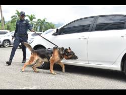 Twenty-three dogs have been added to the Jamaica Constabulary Force’s Canine Division. The dogs were handed over during a ceremony at the Office of the Commissioner of Police, 103 Old Hope Road, St Andrew, on Friday.