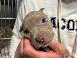 An approximately five-week-old pit bull puppy that was found in a jacket pocket of a larceny suspect.